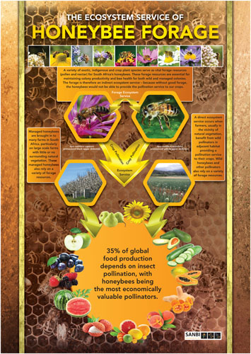 Honeybee-forage-infographic.jpg