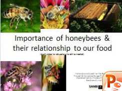 Importance-honeybees-relationship-food.jpg