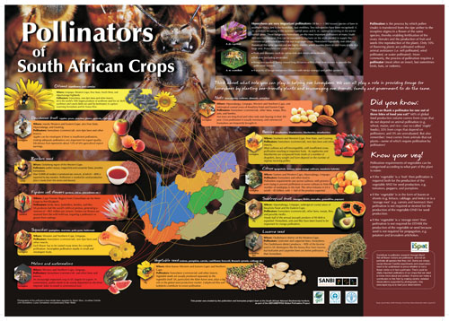 Pollinators-SA-Crops.jpg